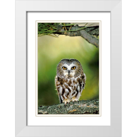 CO, Northern saw-whet owl perched on fir tree White Modern Wood Framed Art Print with Double Matting by Welling, Dave