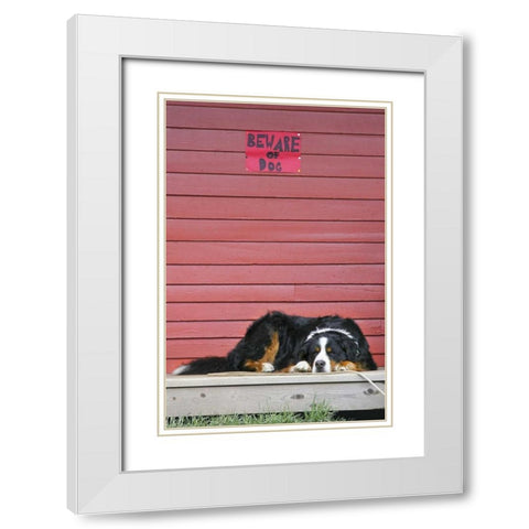CO, Breckenridge Bernese mountain dog sleeps White Modern Wood Framed Art Print with Double Matting by Lord, Fred