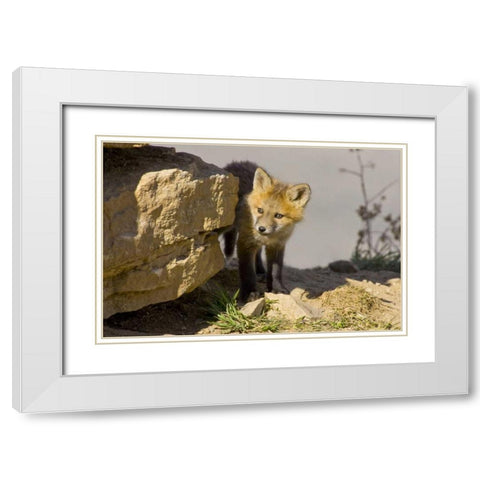 Colorado, Breckenridge Curious young red fox White Modern Wood Framed Art Print with Double Matting by Lord, Fred