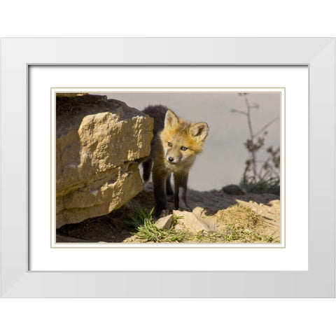 Colorado, Breckenridge Curious young red fox White Modern Wood Framed Art Print with Double Matting by Lord, Fred