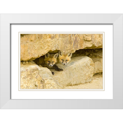 CO, Breckenridge Curious red fox kits White Modern Wood Framed Art Print with Double Matting by Lord, Fred