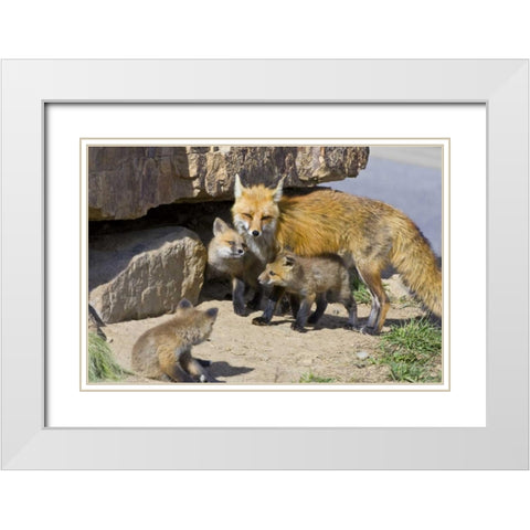 Colorado, Breckenridge Red fox mother with kits White Modern Wood Framed Art Print with Double Matting by Lord, Fred
