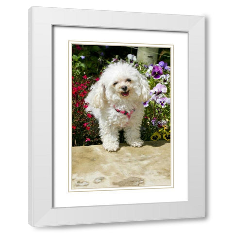 CO, Summit Co, A teacup poodle in a flower bed White Modern Wood Framed Art Print with Double Matting by Lord, Fred