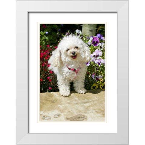 CO, Summit Co, A teacup poodle in a flower bed White Modern Wood Framed Art Print with Double Matting by Lord, Fred