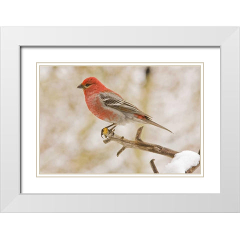 Colorado, Frisco Pine grosbeak perched on limb White Modern Wood Framed Art Print with Double Matting by Lord, Fred