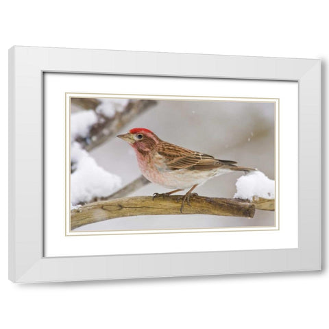 CO, Frisco Cassins finch perched on branch White Modern Wood Framed Art Print with Double Matting by Lord, Fred