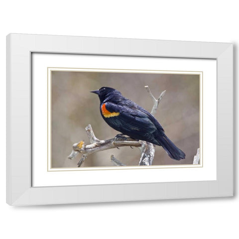 CO, Frisco Portrait of male red-winged blackbird White Modern Wood Framed Art Print with Double Matting by Lord, Fred