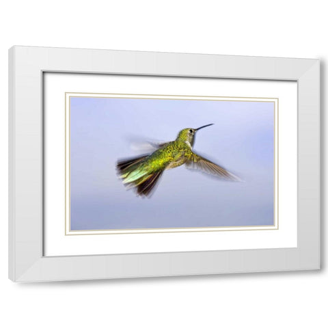 Colorado, Heeney Rufous hummingbird in flight White Modern Wood Framed Art Print with Double Matting by Lord, Fred