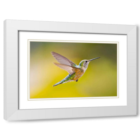 Colorado, Heeney Rufous hummingbird in flight White Modern Wood Framed Art Print with Double Matting by Lord, Fred