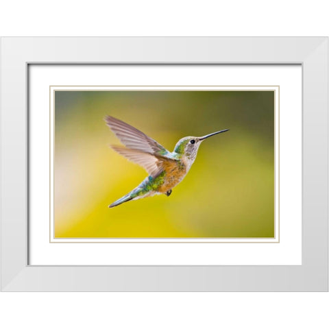 Colorado, Heeney Rufous hummingbird in flight White Modern Wood Framed Art Print with Double Matting by Lord, Fred