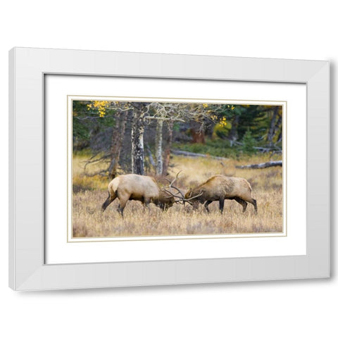 CO, Rocky Mts, Moraine Valley Bull elks sparring White Modern Wood Framed Art Print with Double Matting by Lord, Fred