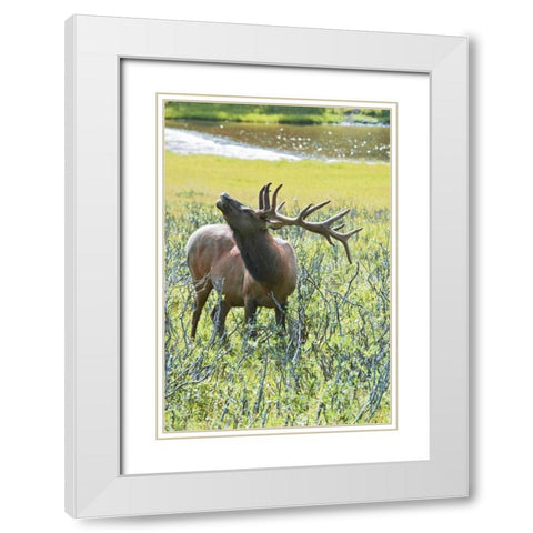 CO, Rocky Mts, Moraine Valley Bull elk White Modern Wood Framed Art Print with Double Matting by Lord, Fred