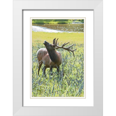 CO, Rocky Mts, Moraine Valley Bull elk White Modern Wood Framed Art Print with Double Matting by Lord, Fred