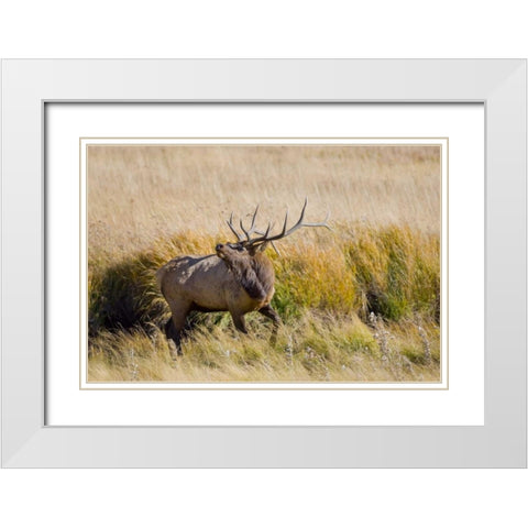 CO, Rocky Mts, Moraine Valley Bull elk White Modern Wood Framed Art Print with Double Matting by Lord, Fred