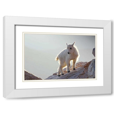 CO, Mt Evans Mountain goat kid backlit on rock White Modern Wood Framed Art Print with Double Matting by Illg, Cathy and Gordon