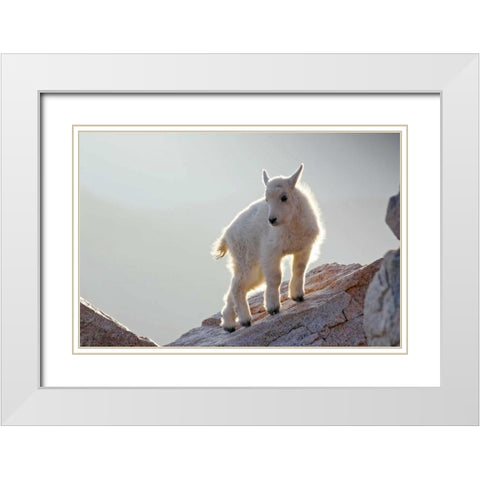 CO, Mt Evans Mountain goat kid backlit on rock White Modern Wood Framed Art Print with Double Matting by Illg, Cathy and Gordon