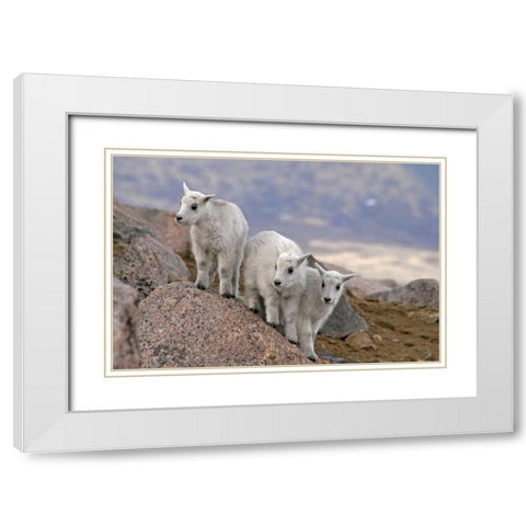 CO, Mt Evans Three mountain goat kids on rock White Modern Wood Framed Art Print with Double Matting by Illg, Cathy and Gordon