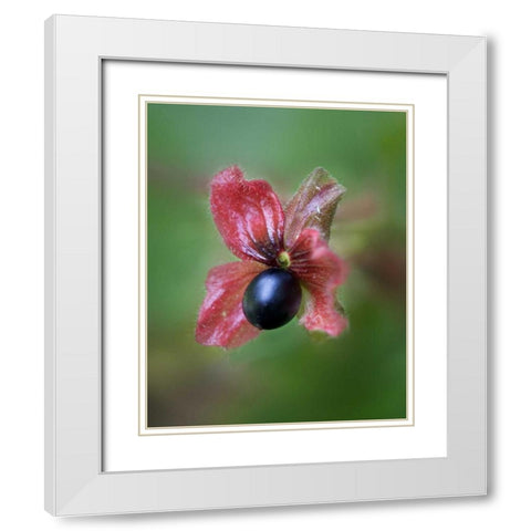 CO, Black twinberry bract and berry along a road White Modern Wood Framed Art Print with Double Matting by Kelley, David