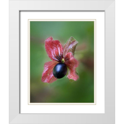 CO, Black twinberry bract and berry along a road White Modern Wood Framed Art Print with Double Matting by Kelley, David