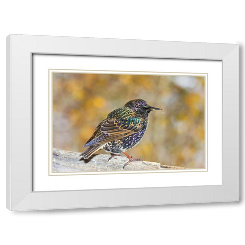 CO, Frisco European starling standing on log White Modern Wood Framed Art Print with Double Matting by Lord, Fred