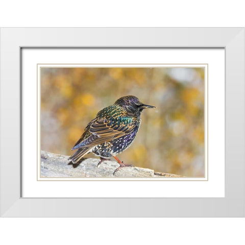CO, Frisco European starling standing on log White Modern Wood Framed Art Print with Double Matting by Lord, Fred