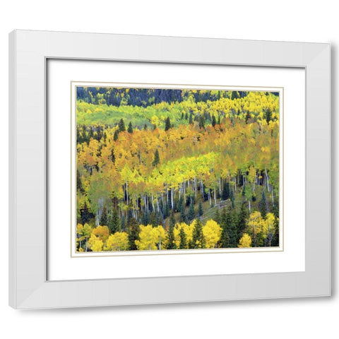 Colorado, Rocky Mts Fall colors of Aspen trees White Modern Wood Framed Art Print with Double Matting by Talbot Frank, Christopher
