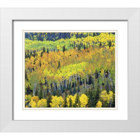 Colorado, Rocky Mts Fall colors of Aspen trees White Modern Wood Framed Art Print with Double Matting by Talbot Frank, Christopher