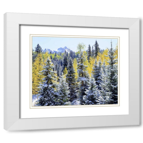 Colorado Snow-covered trees in the Rocky Mts White Modern Wood Framed Art Print with Double Matting by Talbot Frank, Christopher