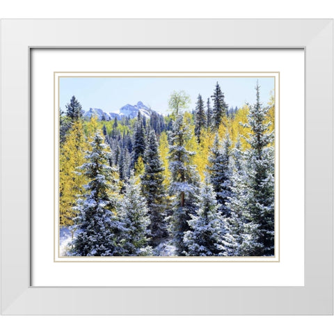 Colorado Snow-covered trees in the Rocky Mts White Modern Wood Framed Art Print with Double Matting by Talbot Frank, Christopher
