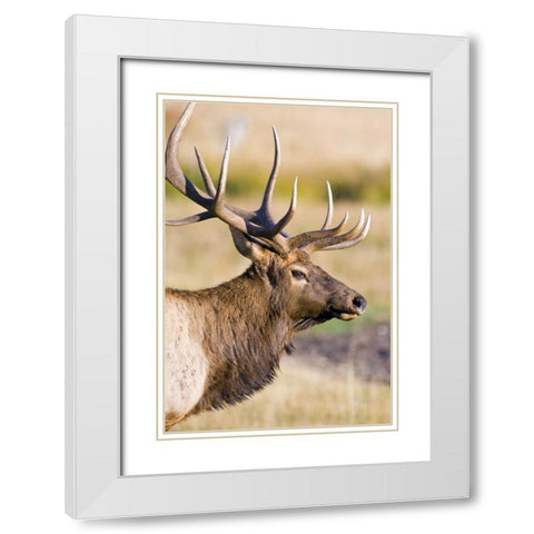 CO, Rocky Mts Bull elk with full rack of antlers White Modern Wood Framed Art Print with Double Matting by Lord, Fred