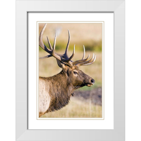 CO, Rocky Mts Bull elk with full rack of antlers White Modern Wood Framed Art Print with Double Matting by Lord, Fred
