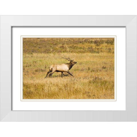 CO, Rocky Mts Bull elk with full rack of antlers White Modern Wood Framed Art Print with Double Matting by Lord, Fred