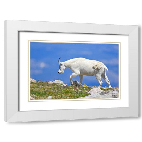 CO, Mount Evans Mountain goat walking on ridge White Modern Wood Framed Art Print with Double Matting by Lord, Fred