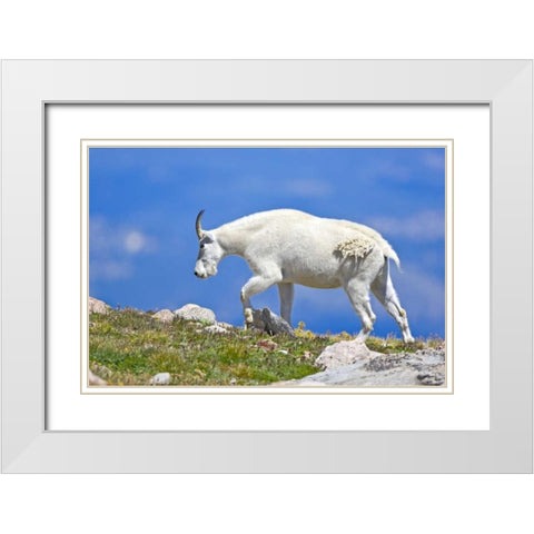 CO, Mount Evans Mountain goat walking on ridge White Modern Wood Framed Art Print with Double Matting by Lord, Fred