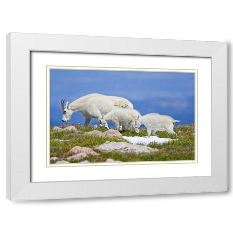 CO, Mount Evans Mountain goat with two kids White Modern Wood Framed Art Print with Double Matting by Lord, Fred