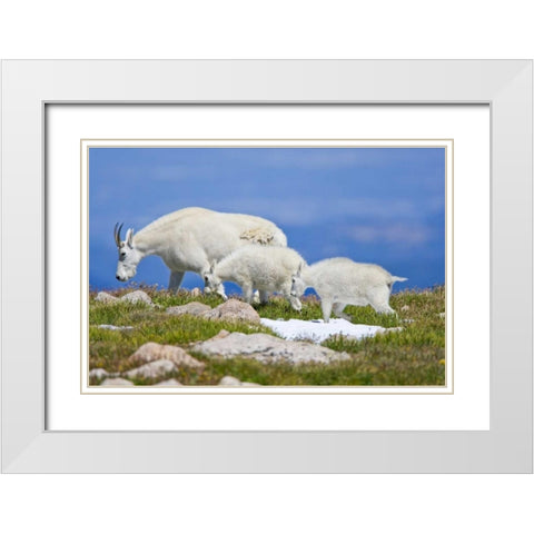 CO, Mount Evans Mountain goat with two kids White Modern Wood Framed Art Print with Double Matting by Lord, Fred