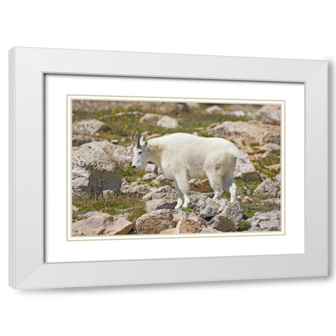 CO, Mt Evans Mountain goat standing on rocks White Modern Wood Framed Art Print with Double Matting by Lord, Fred