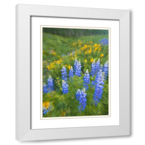 CO, Crested Butte Lupines and sunflowers, spring White Modern Wood Framed Art Print with Double Matting by Rotenberg, Nancy