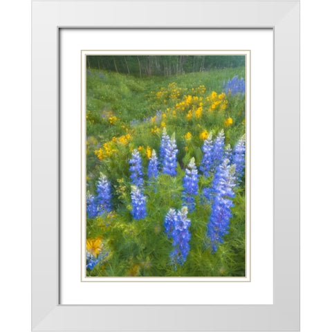 CO, Crested Butte Lupines and sunflowers, spring White Modern Wood Framed Art Print with Double Matting by Rotenberg, Nancy
