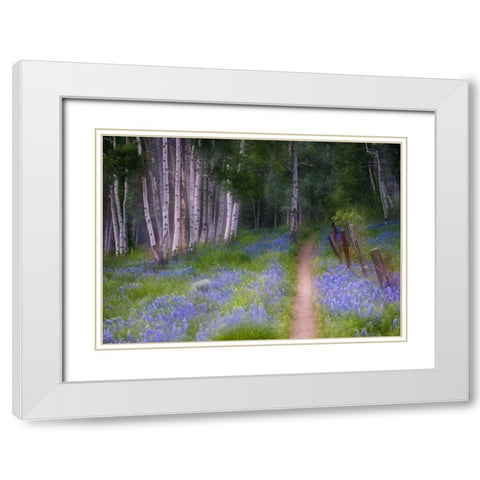 CO, Crested Butte Fenced trail through lupine White Modern Wood Framed Art Print with Double Matting by Rotenberg, Nancy