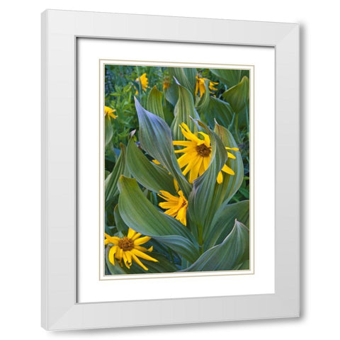 CO, Crested Butte Corn lilies and sunflowers White Modern Wood Framed Art Print with Double Matting by Rotenberg, Nancy