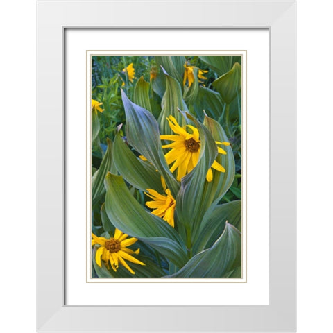 CO, Crested Butte Corn lilies and sunflowers White Modern Wood Framed Art Print with Double Matting by Rotenberg, Nancy