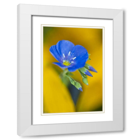 Colorado Cranesbill geranium flower in spring White Modern Wood Framed Art Print with Double Matting by Rotenberg, Nancy