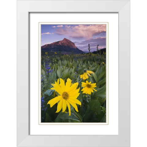 CO, Crested Butte Flowers by Mt Crested Butte White Modern Wood Framed Art Print with Double Matting by Rotenberg, Nancy