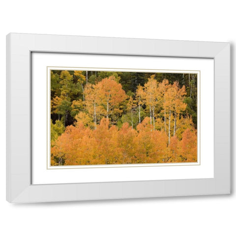 CO, Uncompahgre NF Grove of orange-tinged aspens White Modern Wood Framed Art Print with Double Matting by Grall, Don