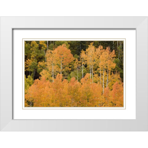 CO, Uncompahgre NF Grove of orange-tinged aspens White Modern Wood Framed Art Print with Double Matting by Grall, Don