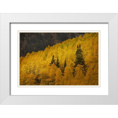 CO, Rocky Mts A ridge of aspen trees in autumn White Modern Wood Framed Art Print with Double Matting by Grall, Don