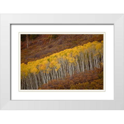CO, Gunnison NP Autumn trees in Black Canyon White Modern Wood Framed Art Print with Double Matting by Grall, Don