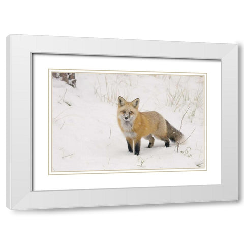 CO, Pike NF A red fox with snow on its muzzle White Modern Wood Framed Art Print with Double Matting by Grall, Don