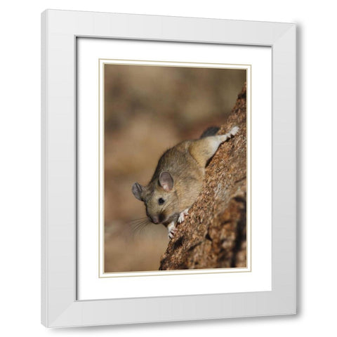 CO, Pike NF Bushy-tailed woodrat on a tree White Modern Wood Framed Art Print with Double Matting by Grall, Don